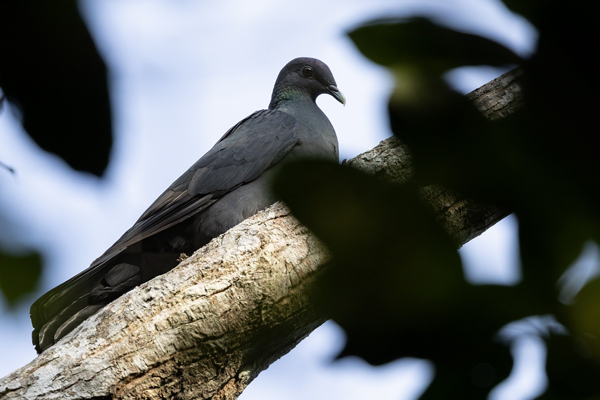 Black Wood-Pigeon - ML612159470