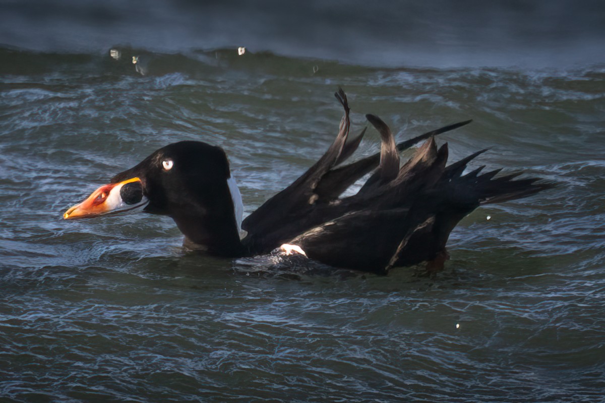 Surf Scoter - Mark Parker