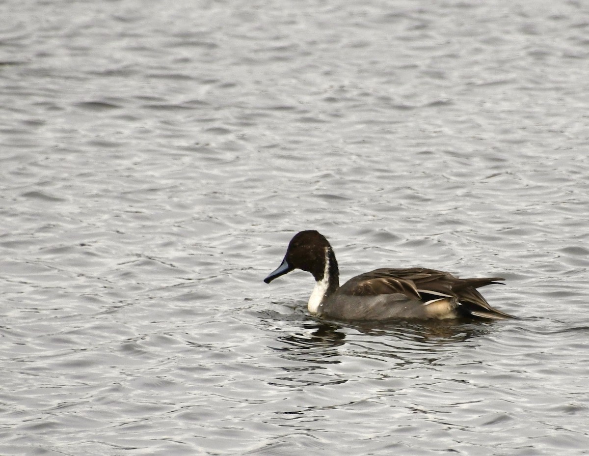 Northern Pintail - ML612159520