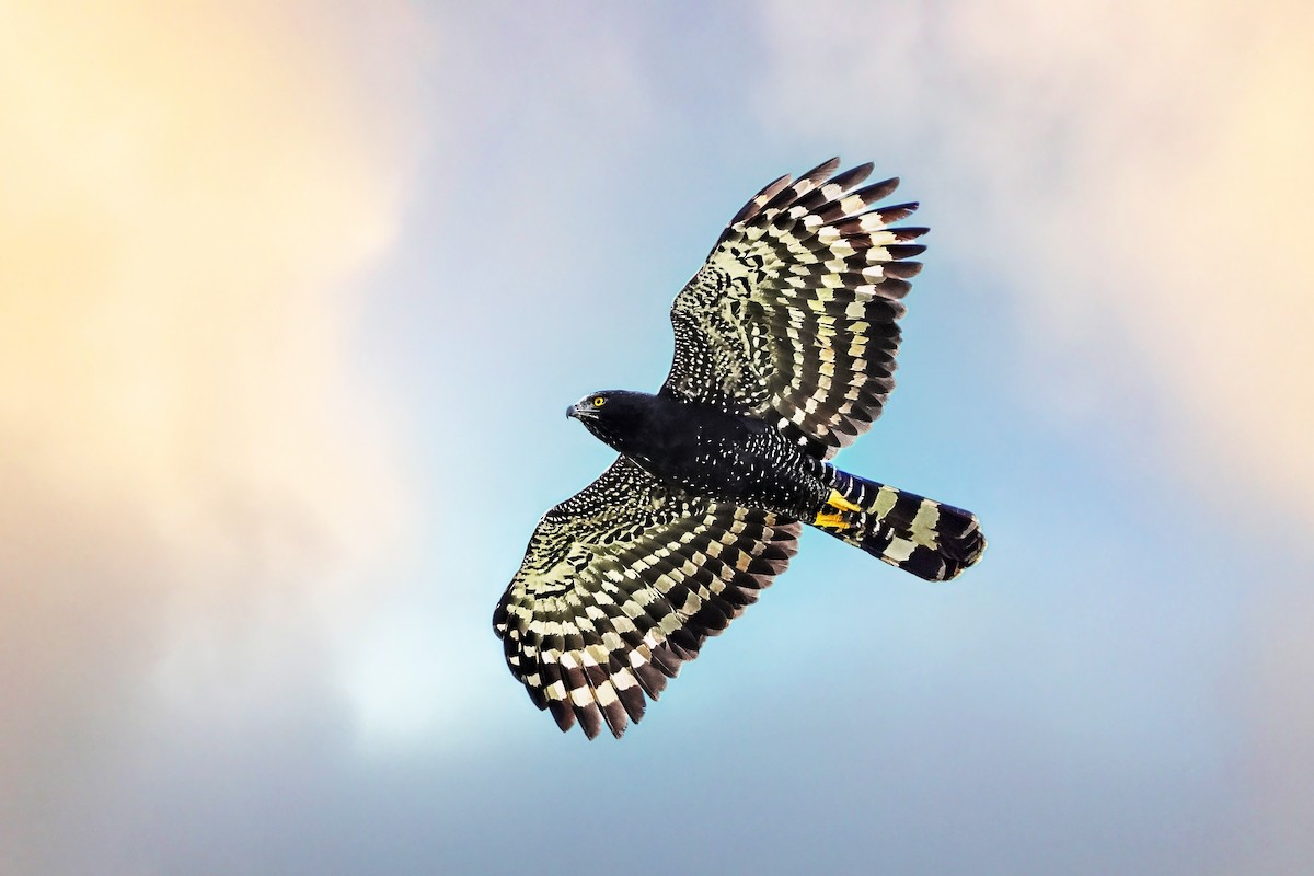 Black Hawk-Eagle - Greg Homel