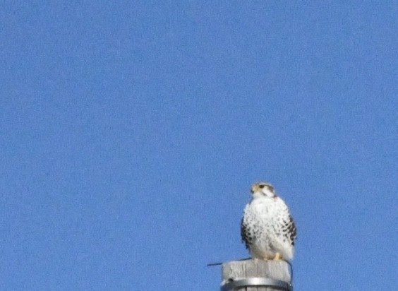 Prairie Falcon - Charlotte Pavelka & Doug Reitz