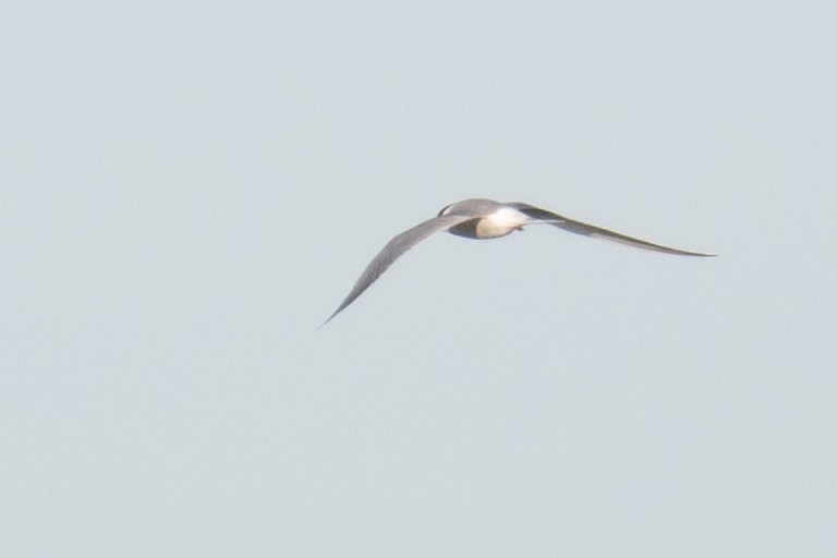 Common Tern - ML612159637