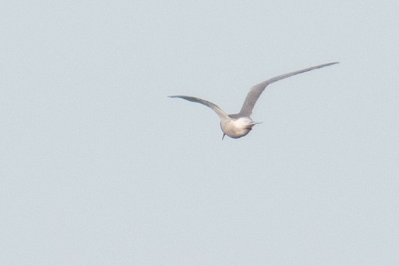 Common Tern - ML612159639