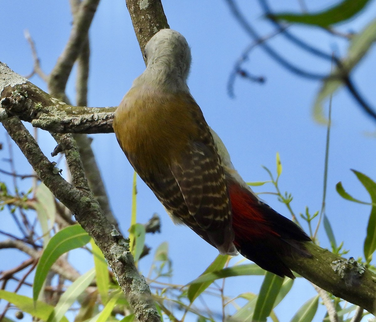 African Gray Woodpecker - Gary Brent