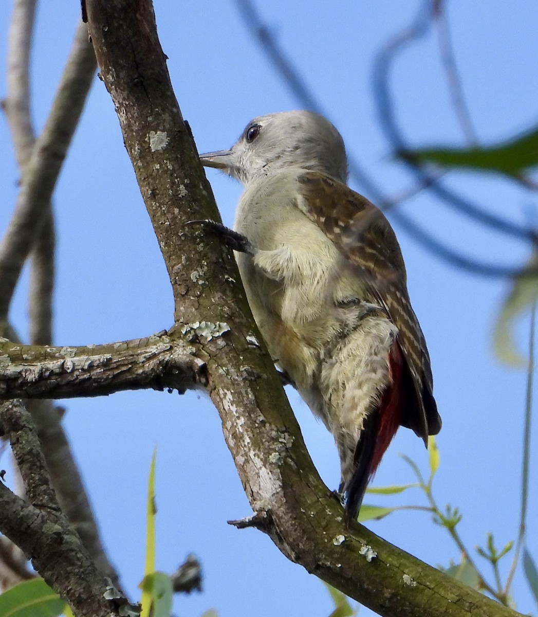 African Gray Woodpecker - Gary Brent