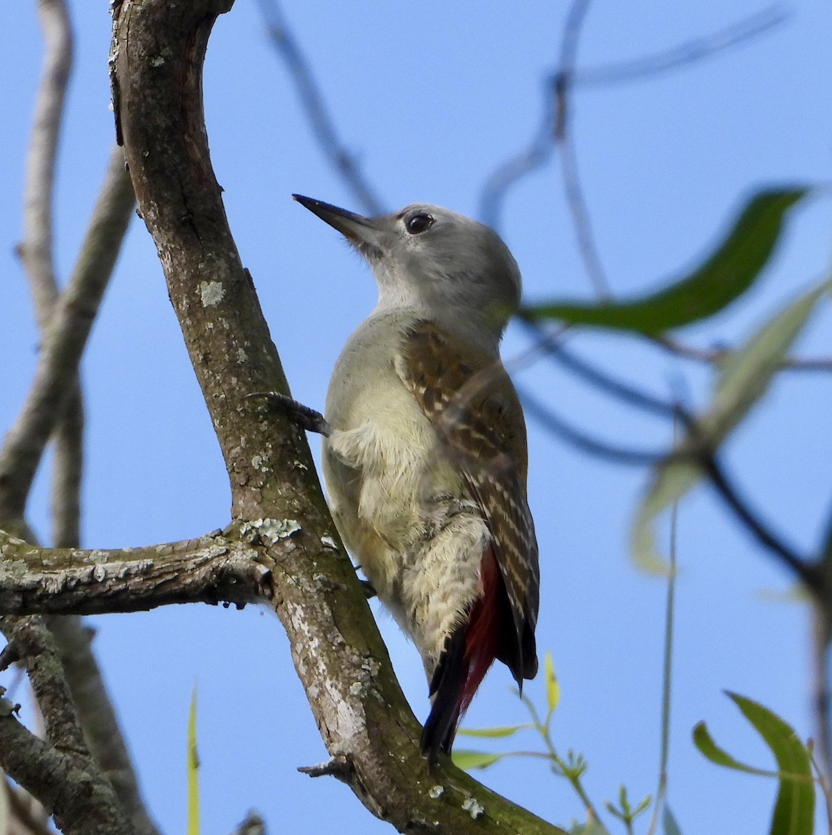 African Gray Woodpecker - Gary Brent