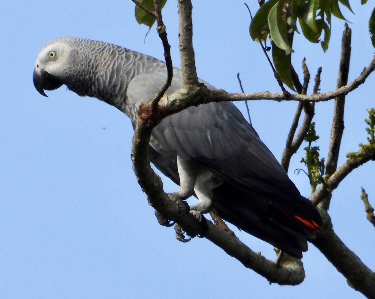 Gray Parrot - ML612159680