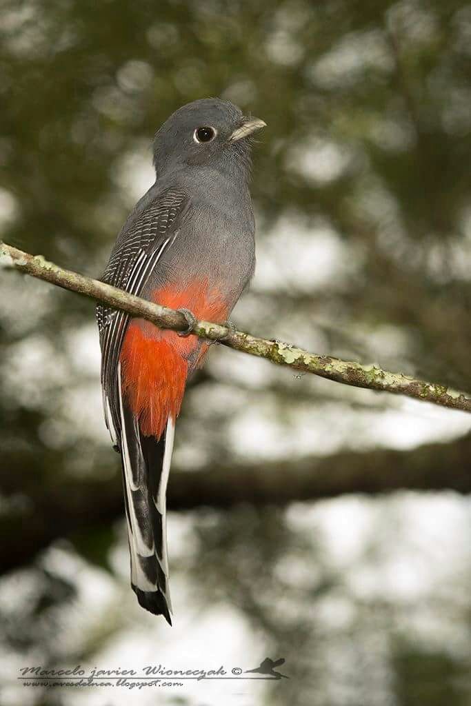 Trogon surucua - ML61215971