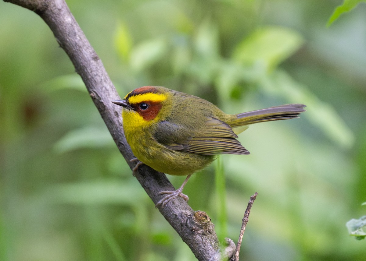 Golden-browed Warbler - ML612159713
