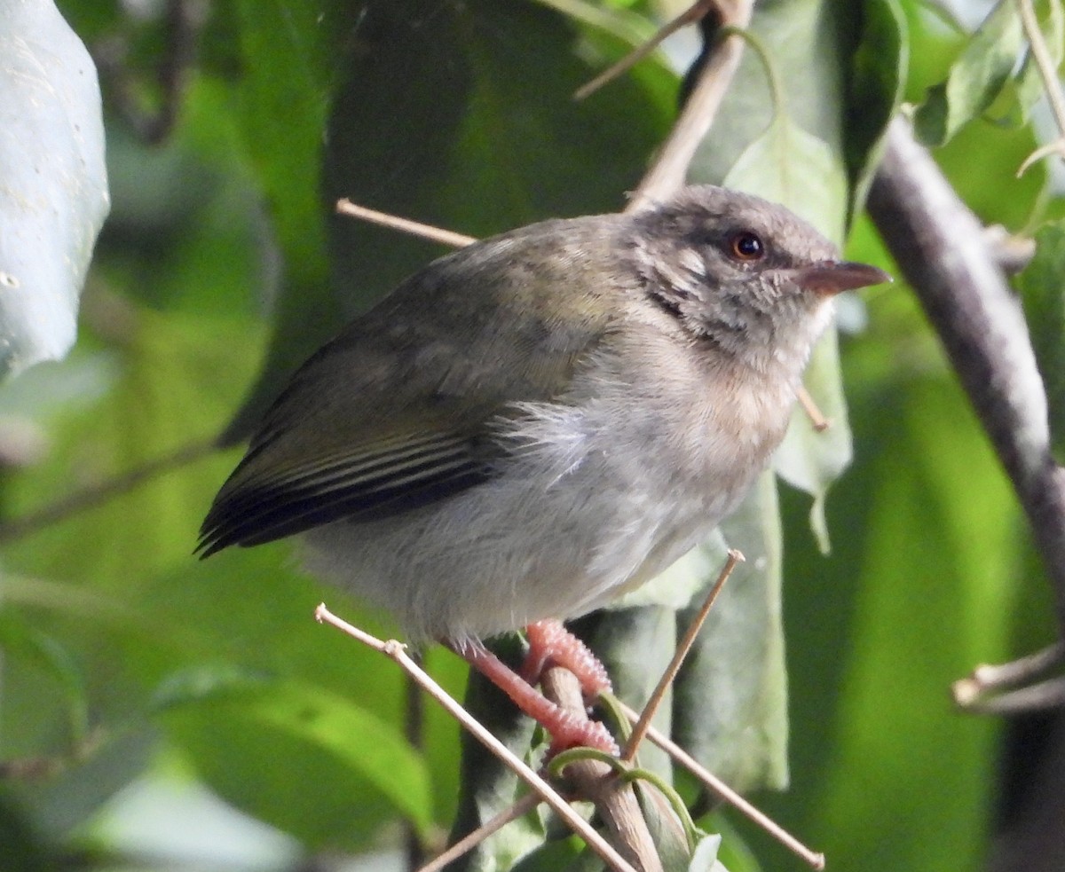 Camaróptera Dorsiverde - ML612159733