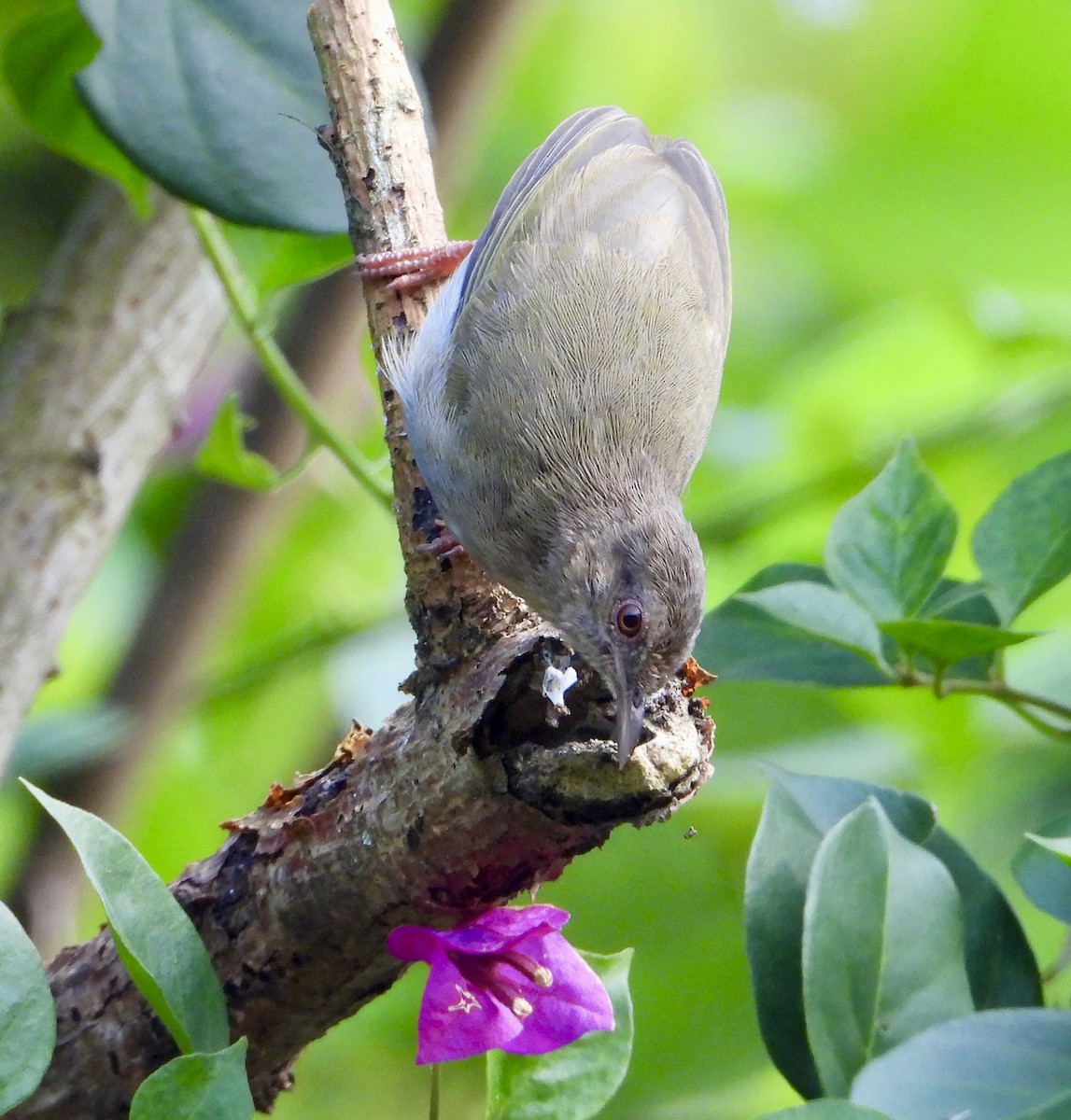 Camaróptera Dorsiverde - ML612159734