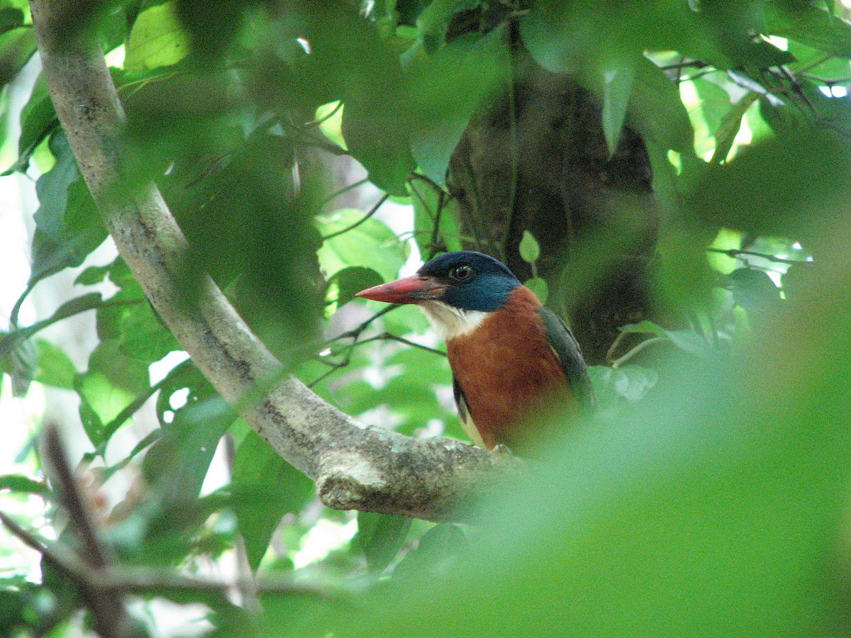 Green-backed Kingfisher (Blue-headed) - Jens Thalund