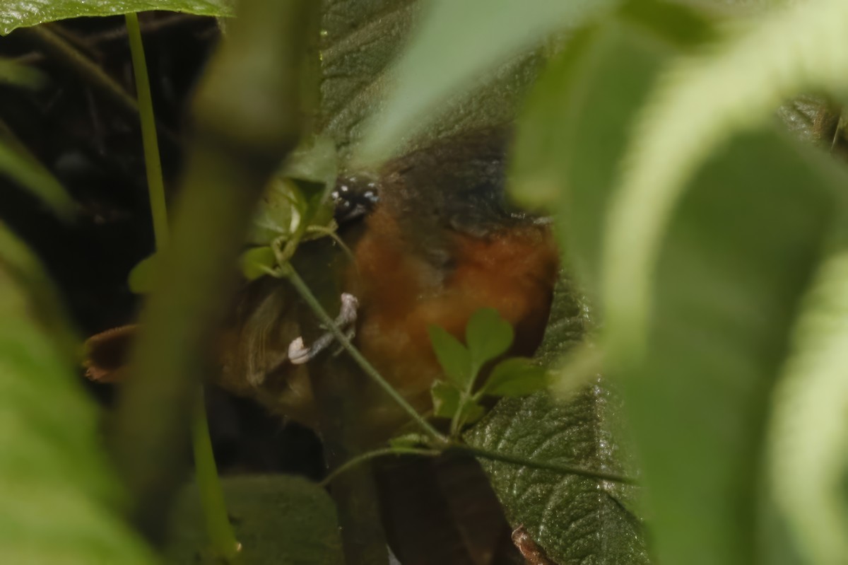 Chestnut-tailed Antbird - Jun Tsuchiya