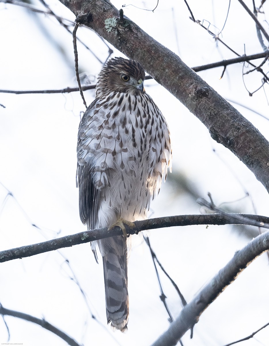 Cooper's Hawk - ML612159897