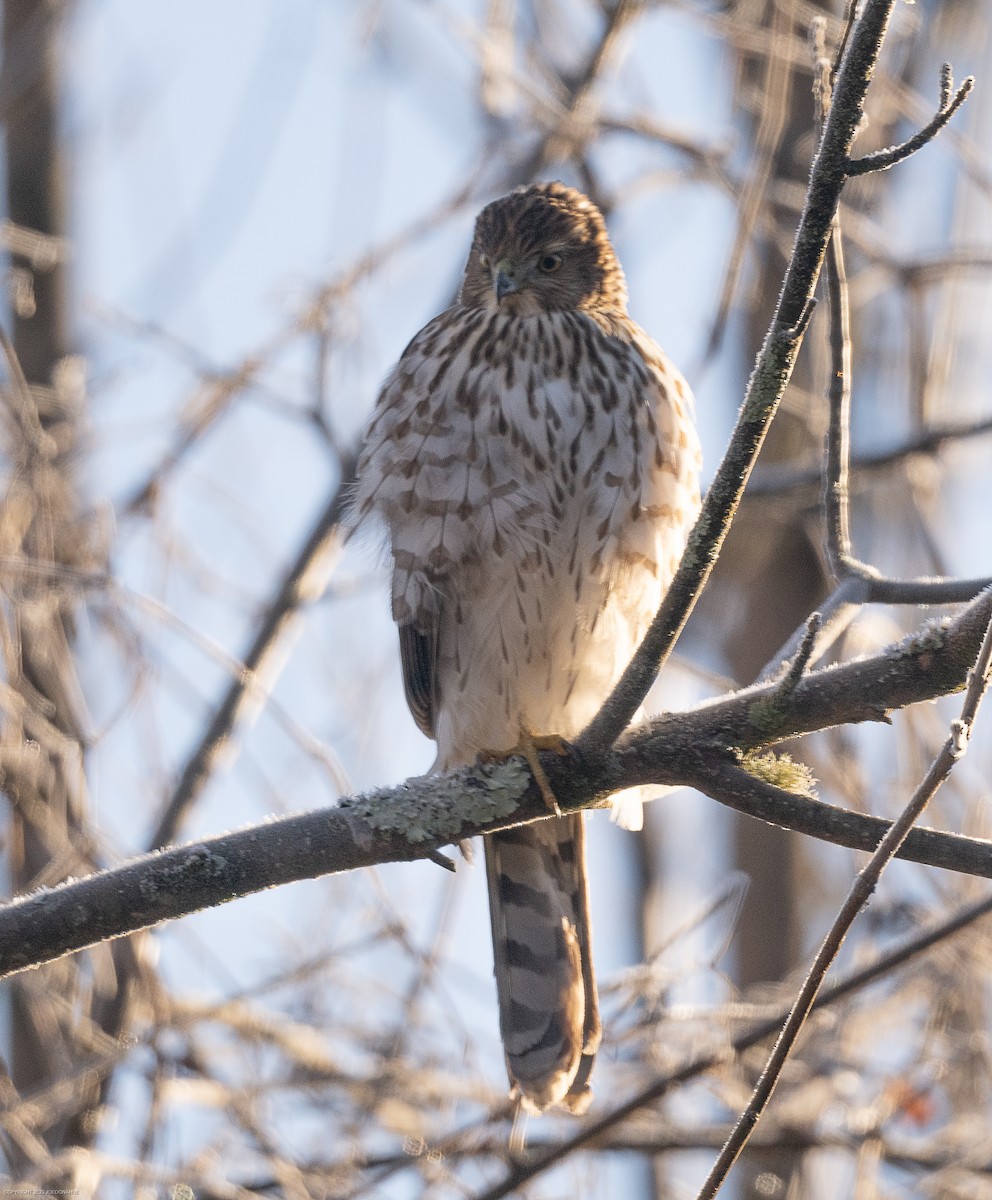 Cooper's Hawk - ML612159898