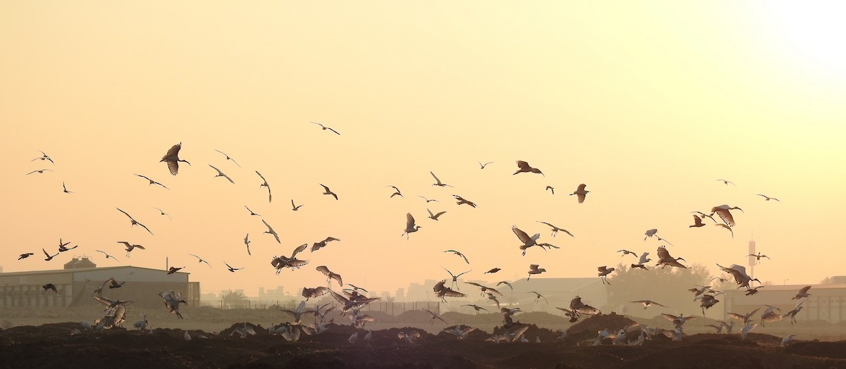 African Sacred Ibis - ML612159900