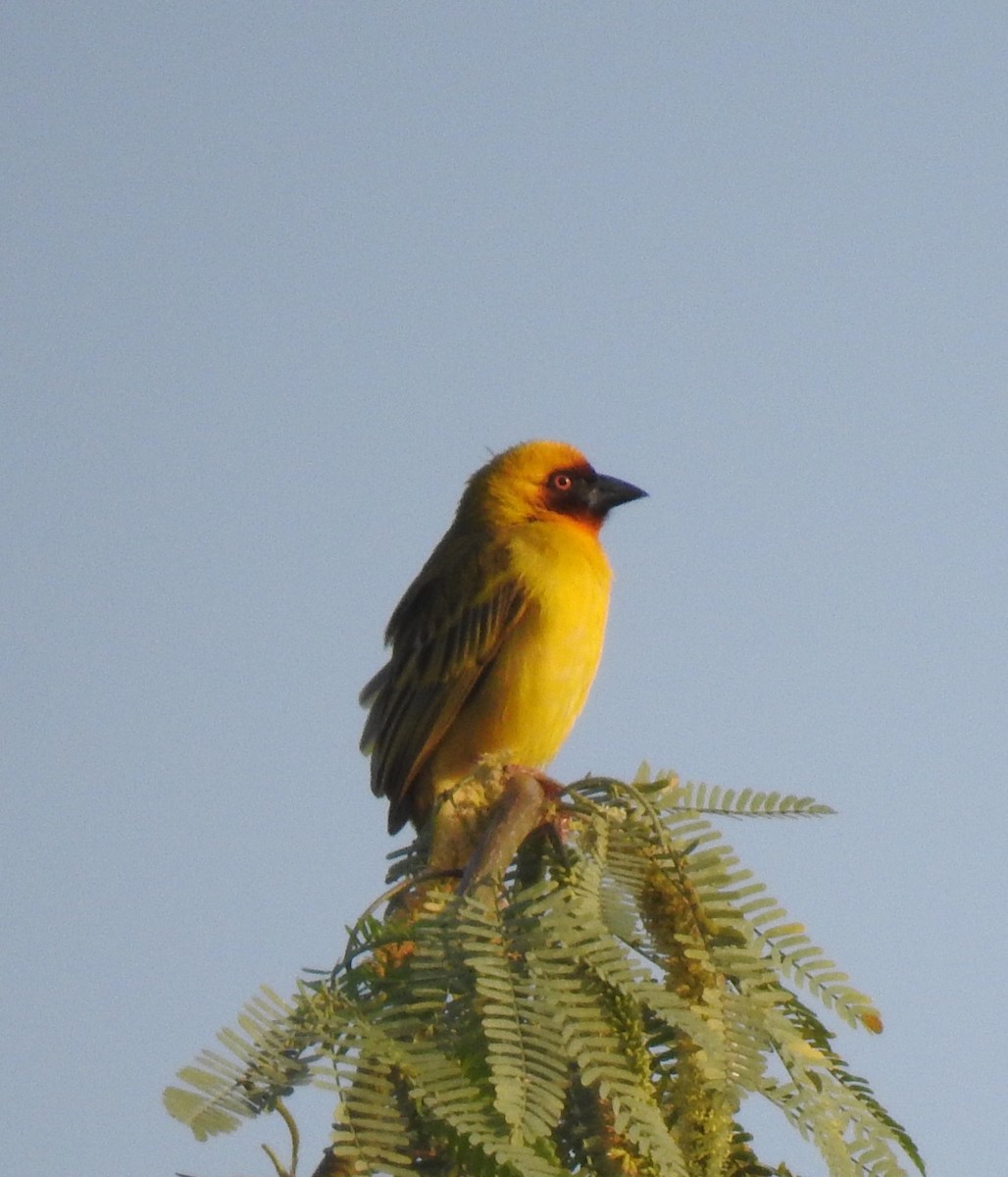 Rüppell's Weaver - ML612159943