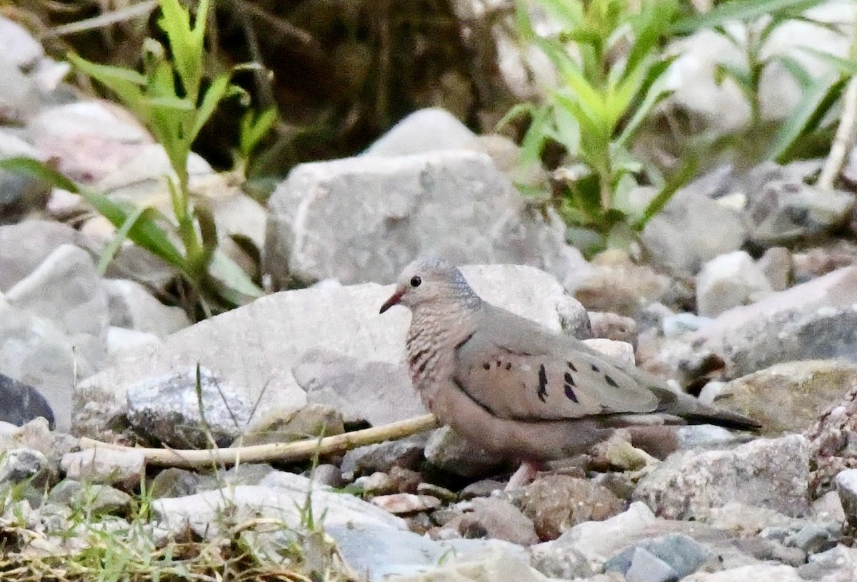 Common Ground Dove - ML612159955