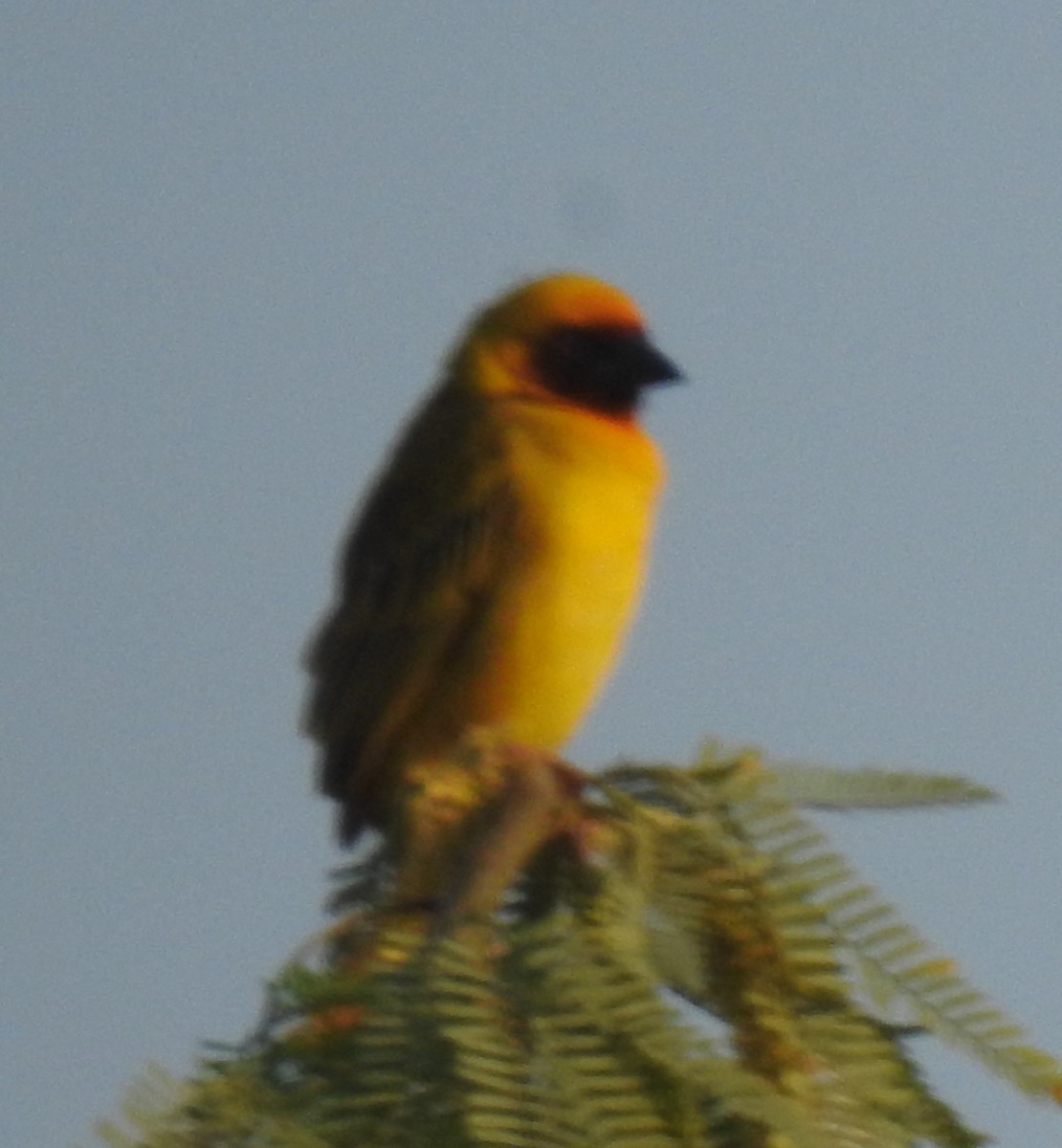 Rüppell's Weaver - ML612159957