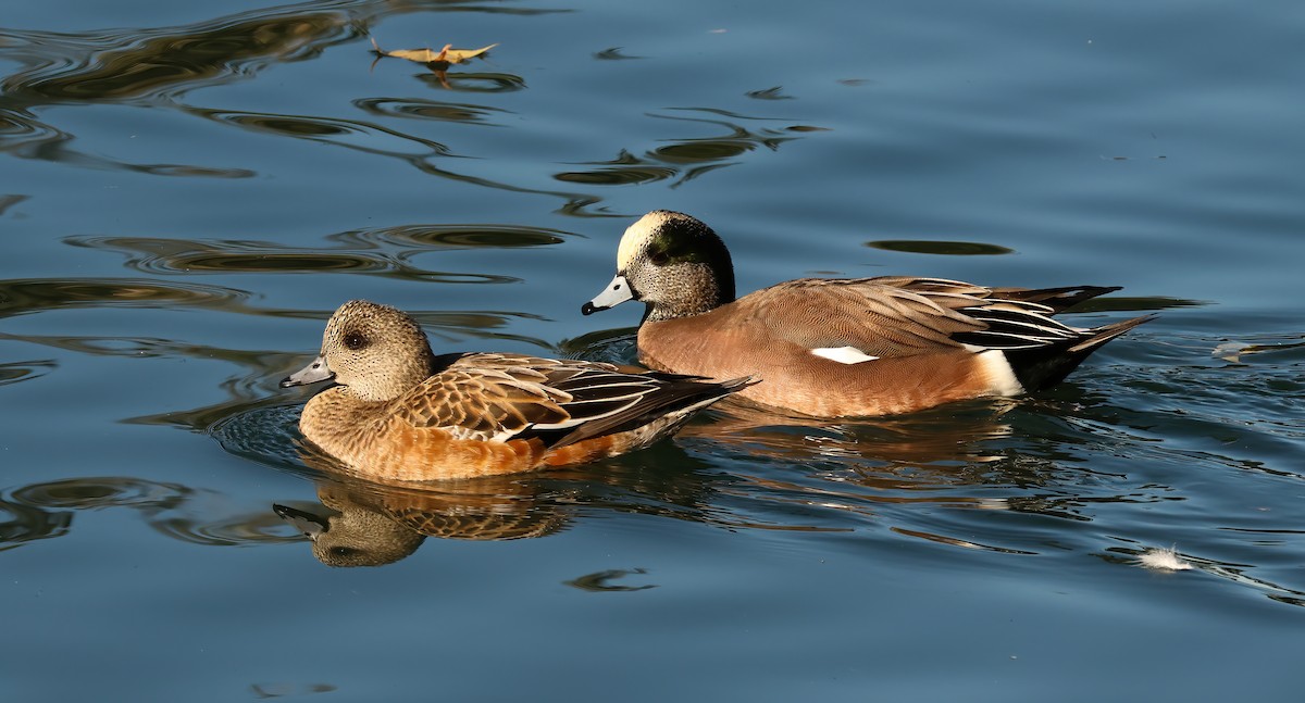 American Wigeon - ML612160040