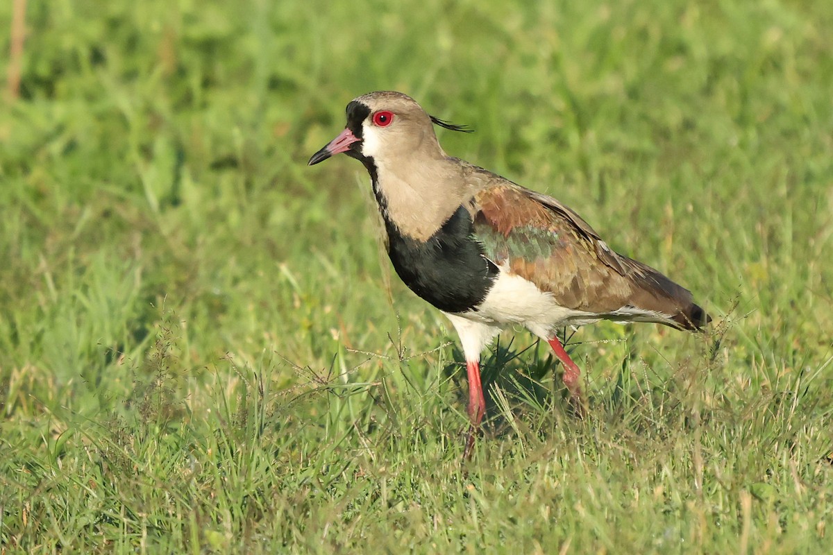 Southern Lapwing - ML612160045