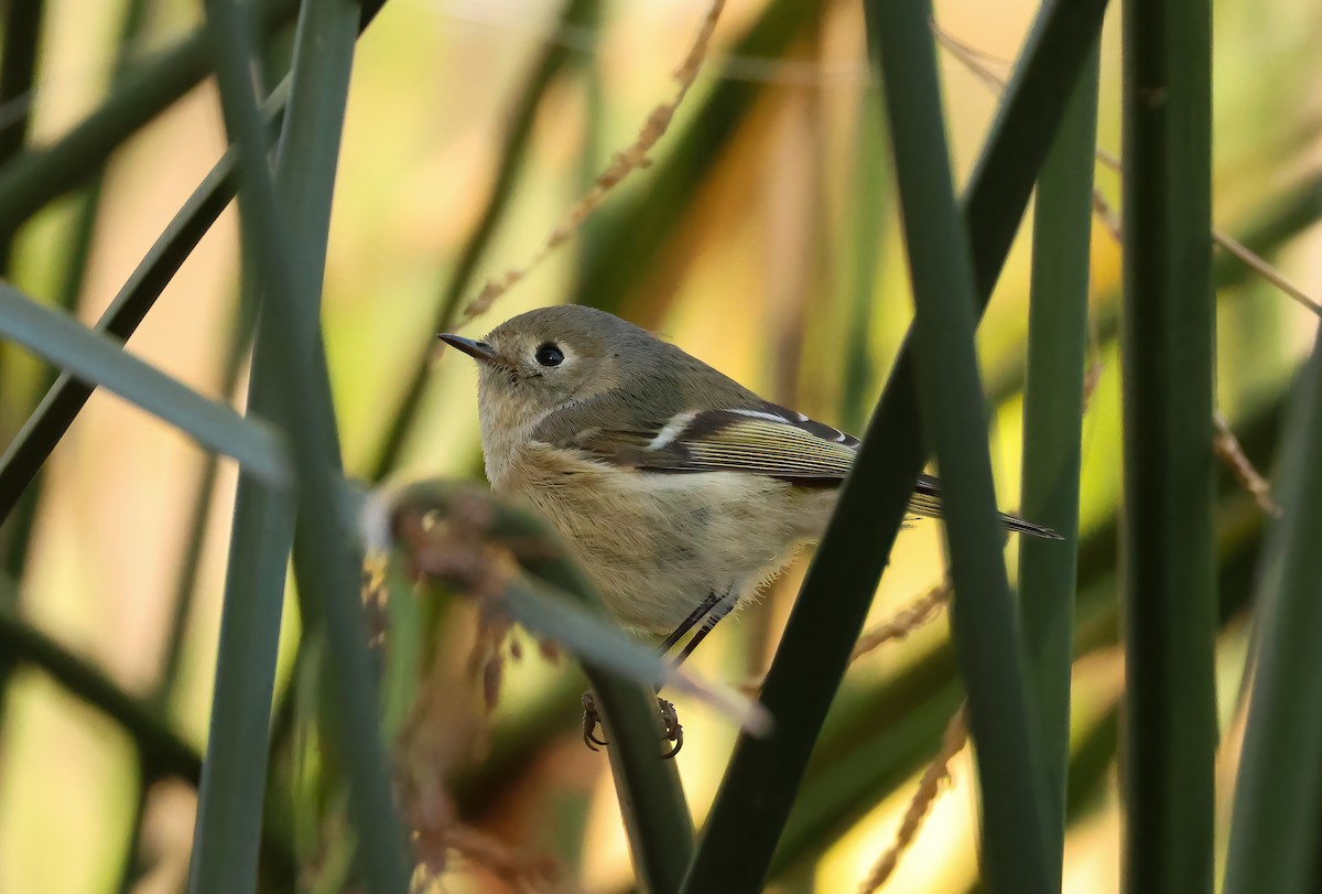 Ruby-crowned Kinglet - ML612160052