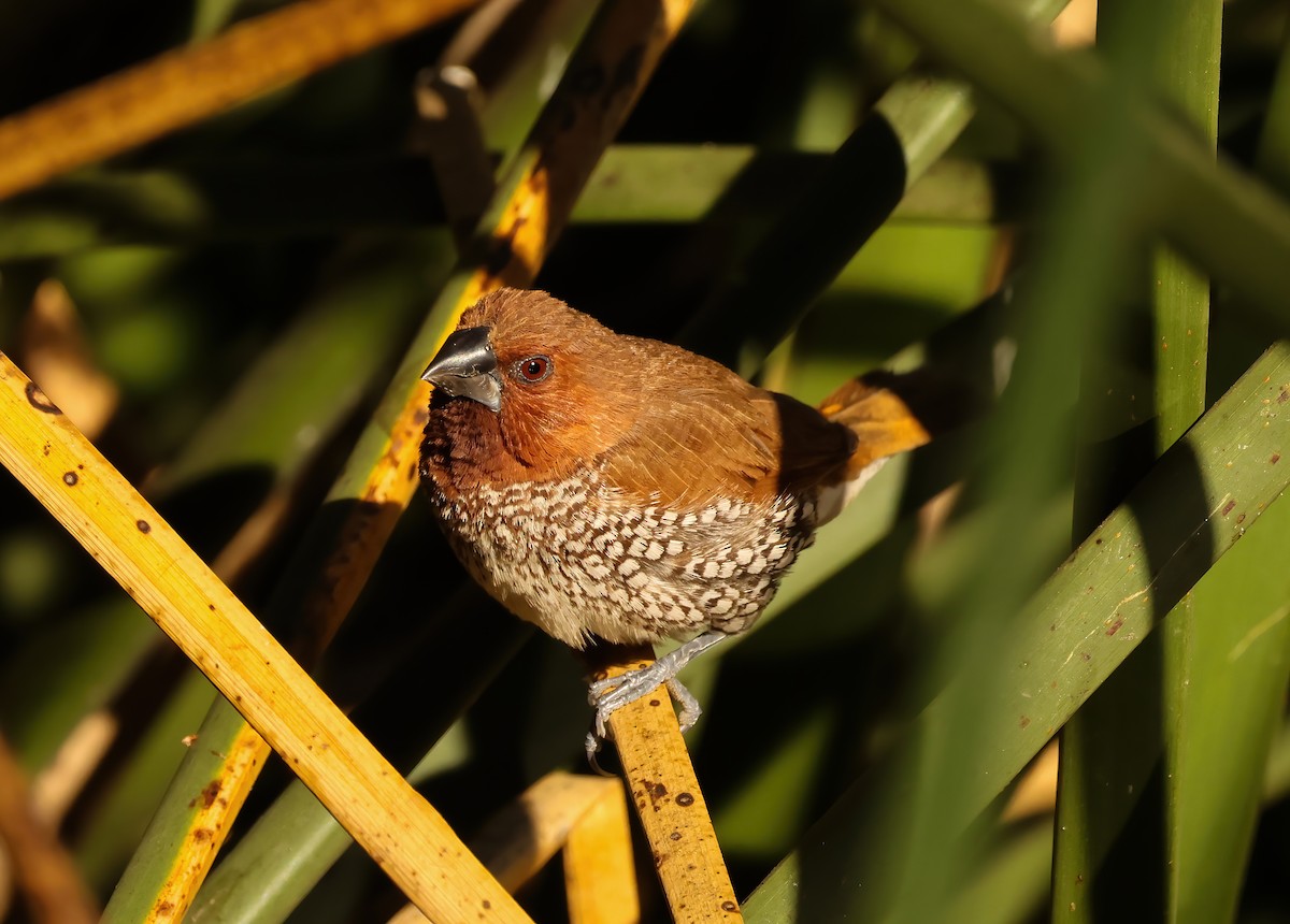 Scaly-breasted Munia - ML612160065