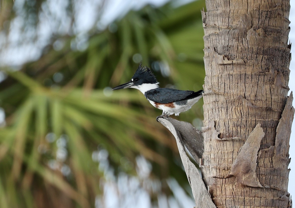Belted Kingfisher - ML612160084