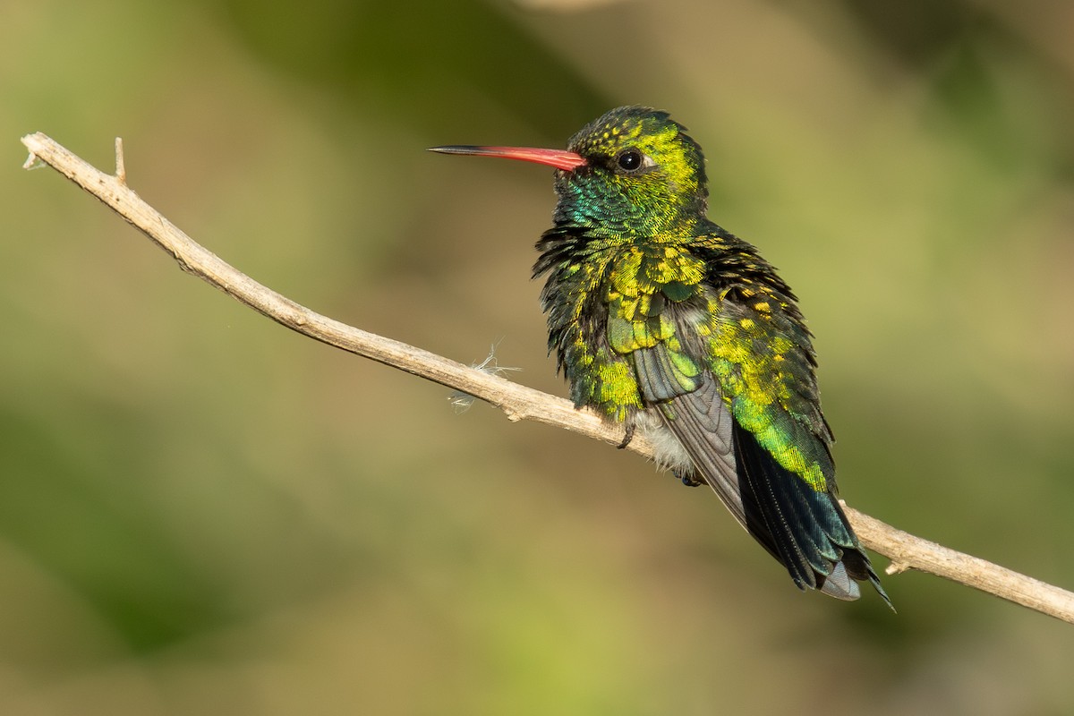 Glittering-bellied Emerald - Daniel Engelbrecht - Birding Ecotours