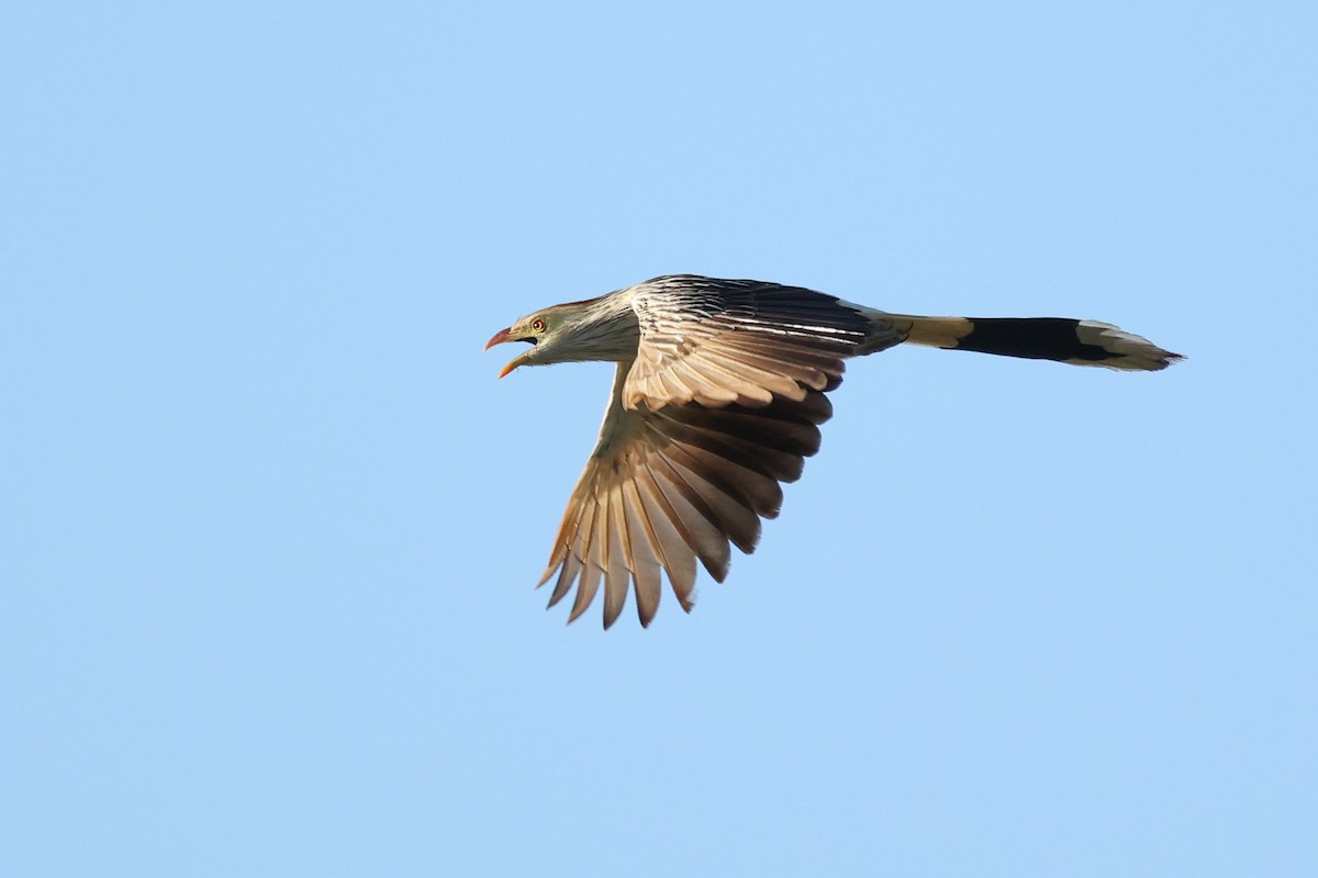 Guira Cuckoo - ML612160111