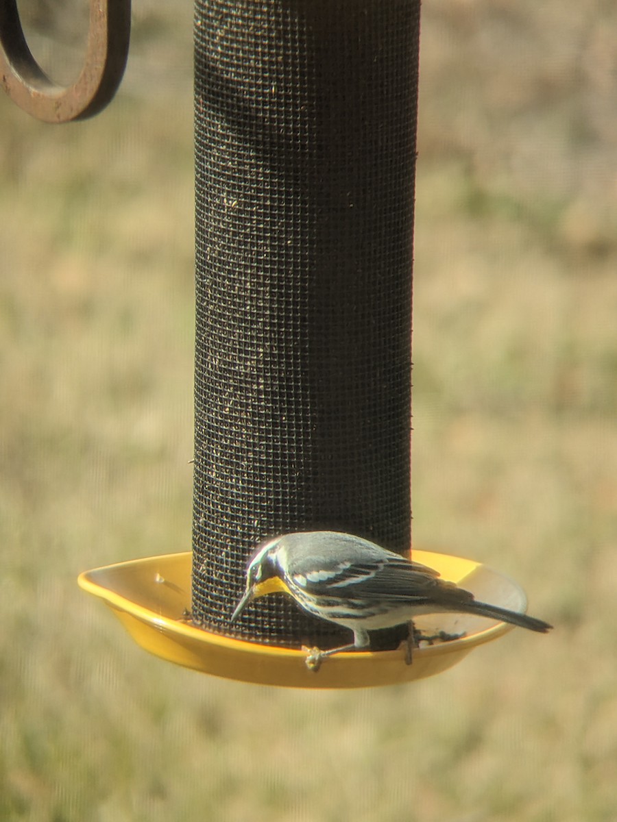 Yellow-throated Warbler - ML612160128