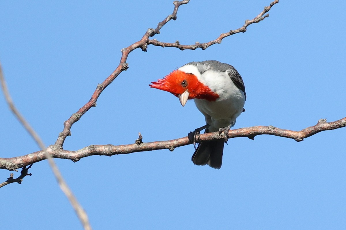 Red-crested Cardinal - Daniel Engelbrecht - Birding Ecotours