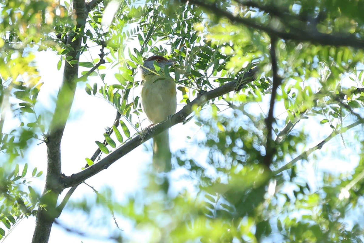 Rufous-browed Peppershrike - Daniel Engelbrecht - Birding Ecotours