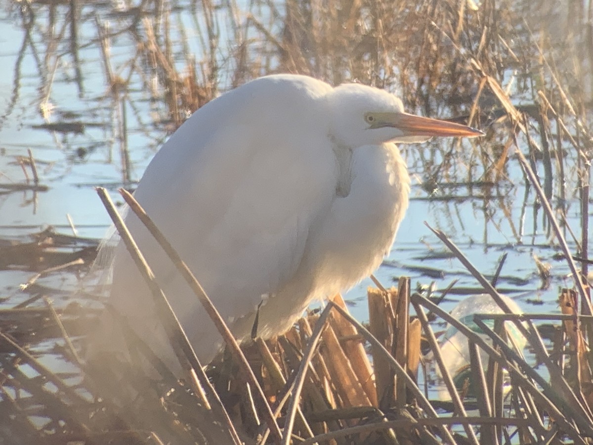 Great Egret - ML612160247