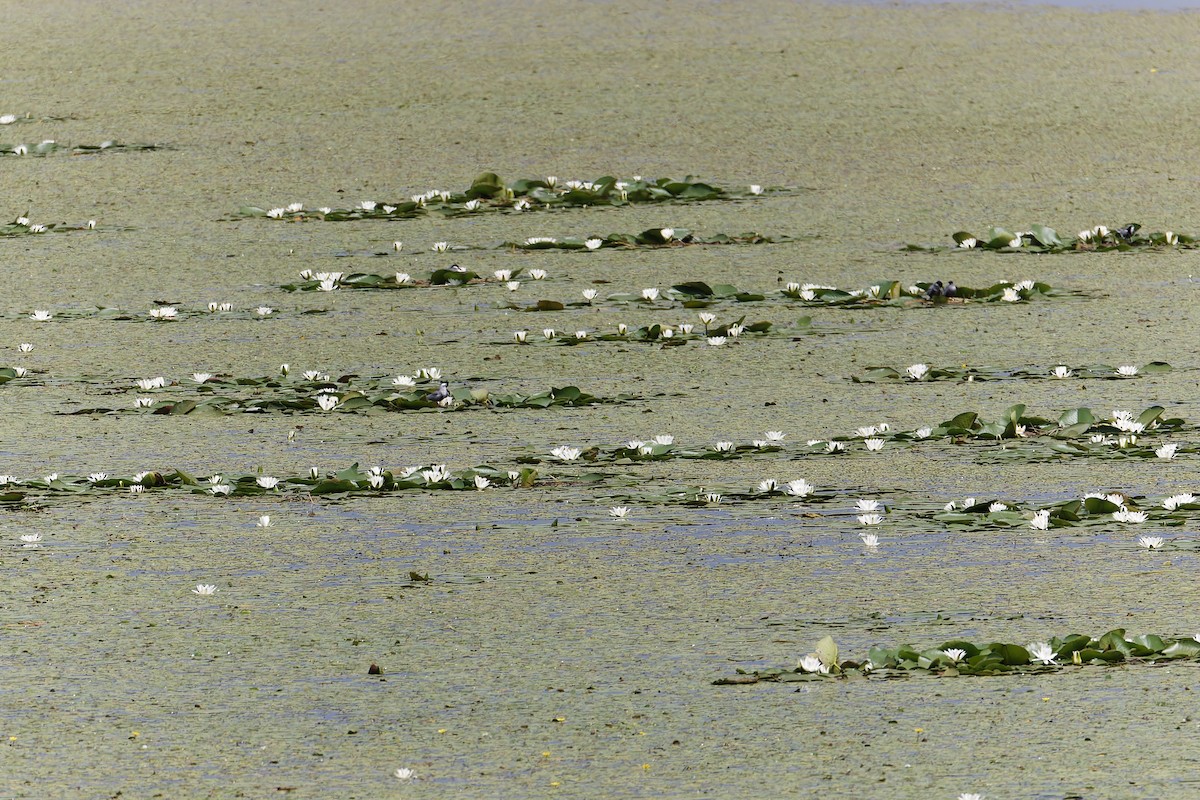 Whiskered Tern - ML612160305