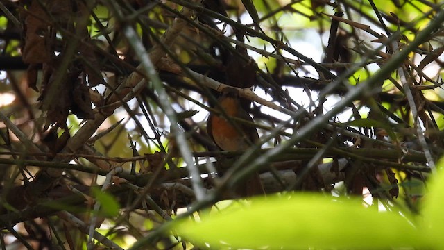 Blue-throated Flycatcher - ML612160309