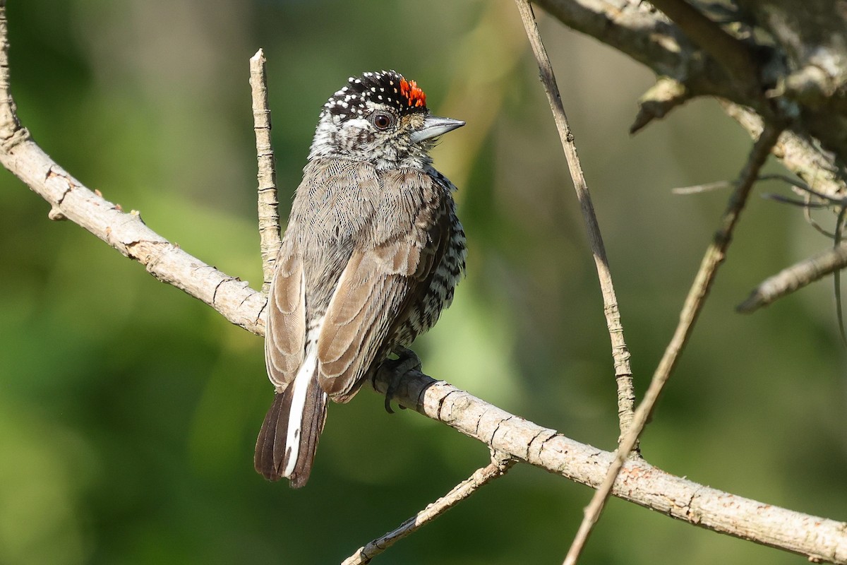 White-barred Piculet - Daniel Engelbrecht - Birding Ecotours