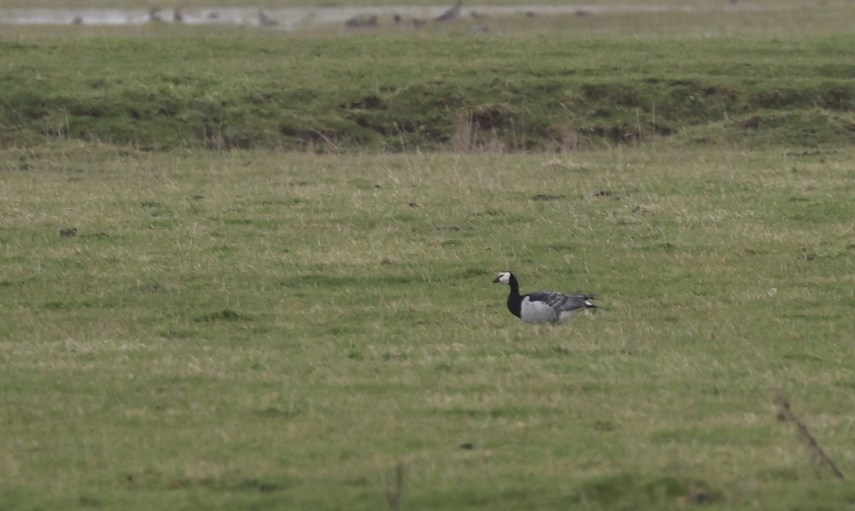 Barnacle Goose - Will Scott