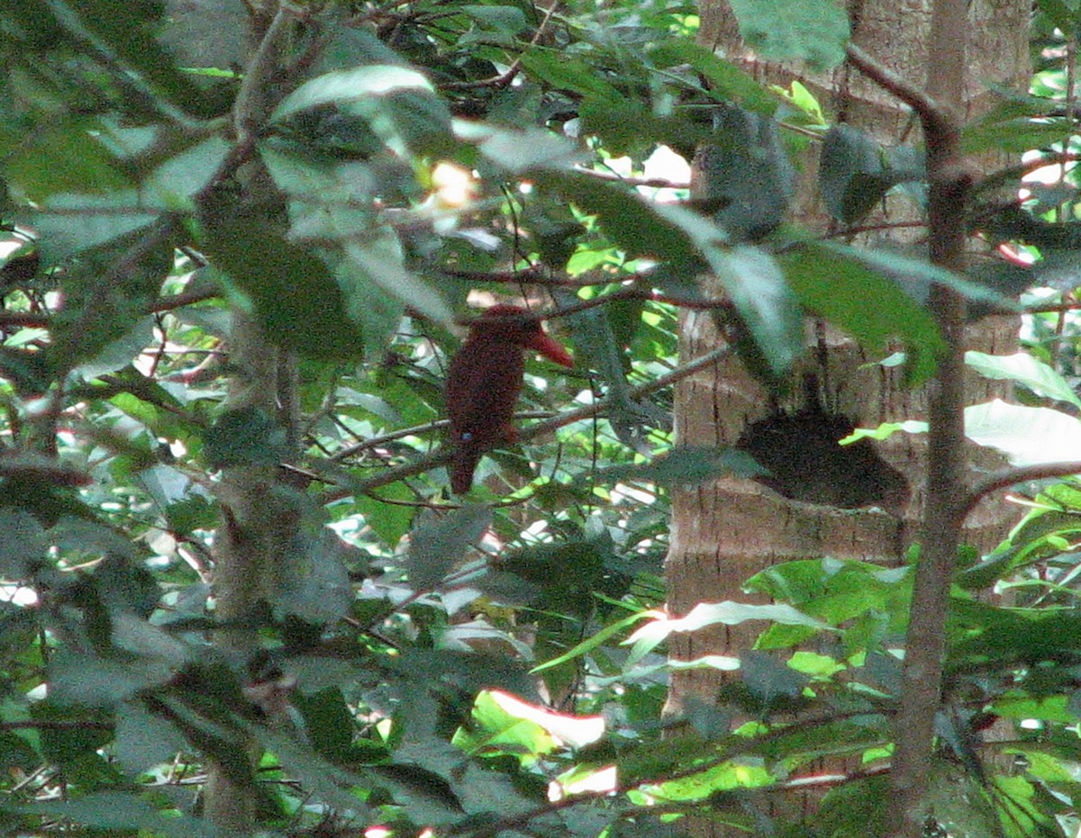 Ruddy Kingfisher - ML612160562