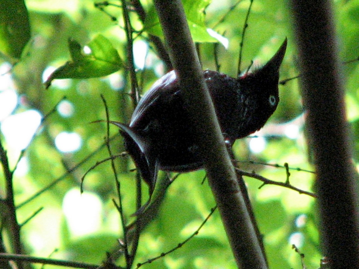 Haarbuschdrongo (leucops/banggaiensis) - ML612160577