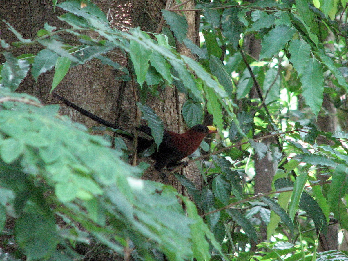 Yellow-billed Malkoha - ML612160611