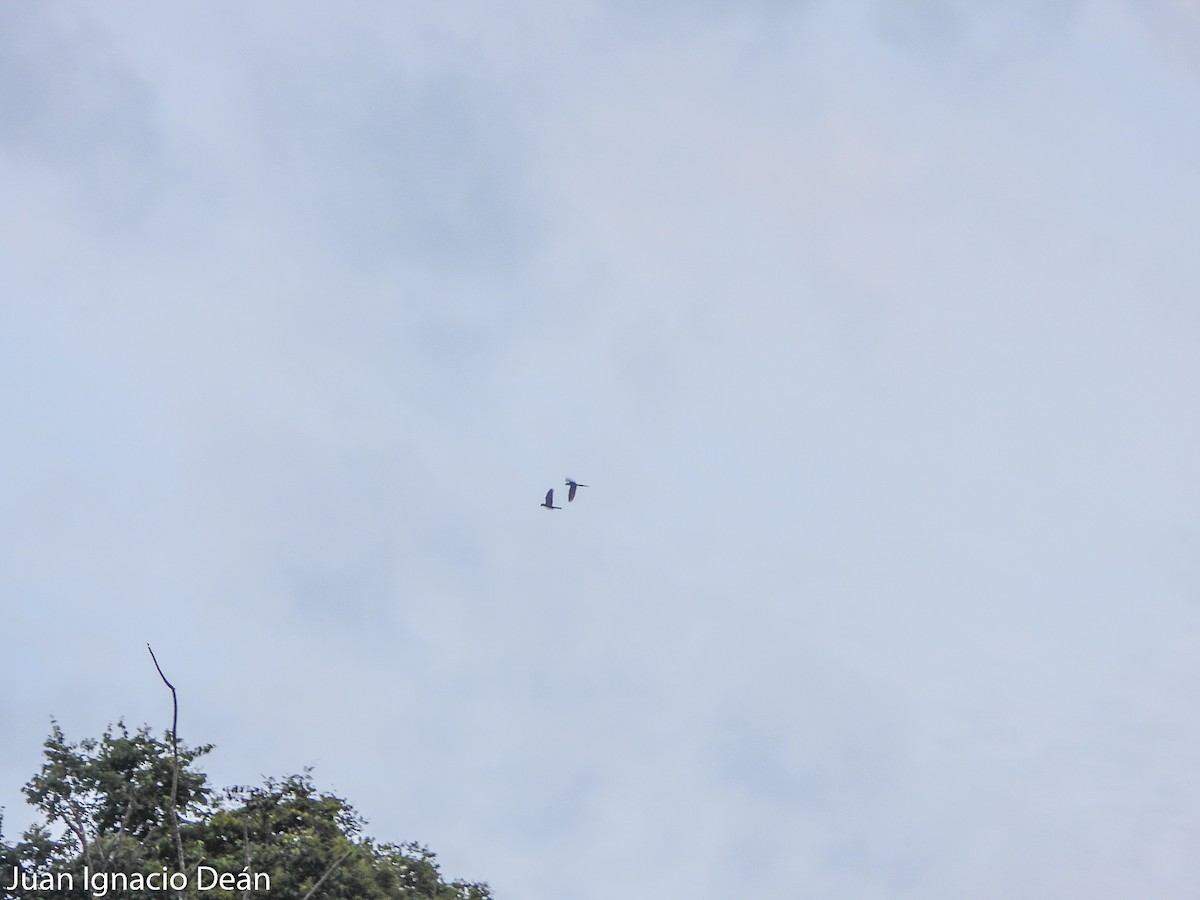 large macaw sp. - Juan I. Deán