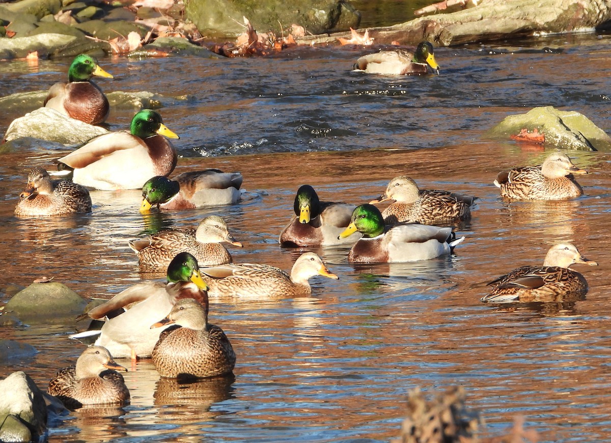 Mallard - Ken Vinciquerra