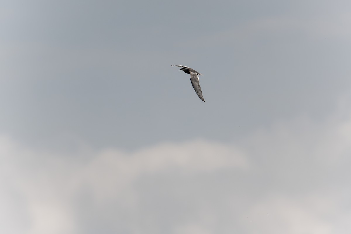 Whiskered Tern - Rene Ritsema