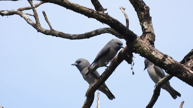 Ashy Woodswallow - ML612160984