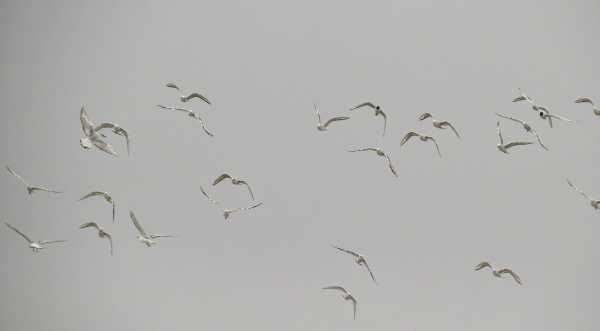 Mouette de Bonaparte - ML612161043