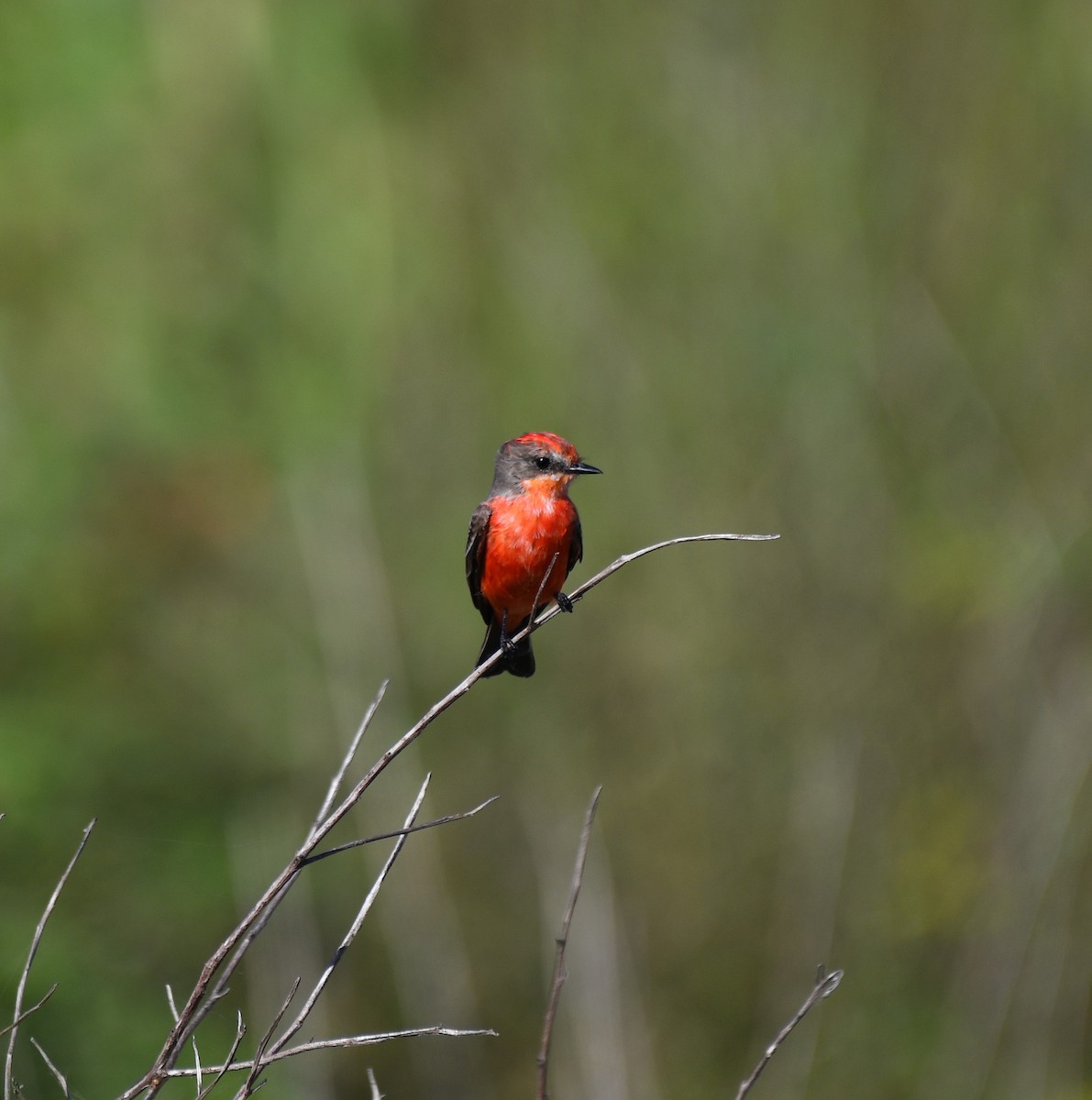 Vermilion Flycatcher - ML612161114