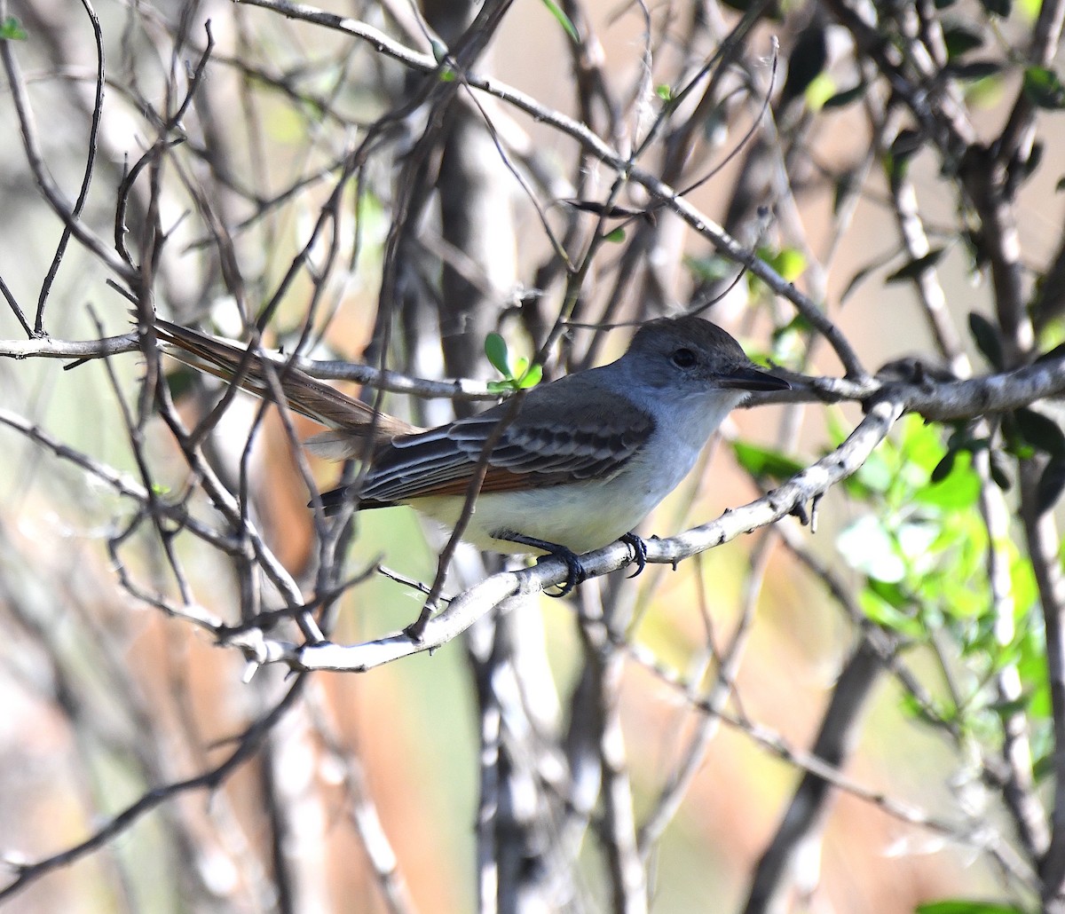 Ash-throated Flycatcher - ML612161120
