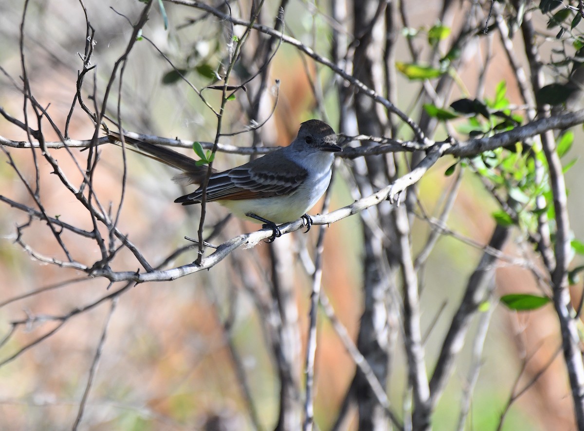 Ash-throated Flycatcher - ML612161121