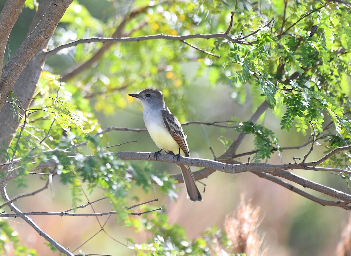 Copetón Cenizo - ML612161128